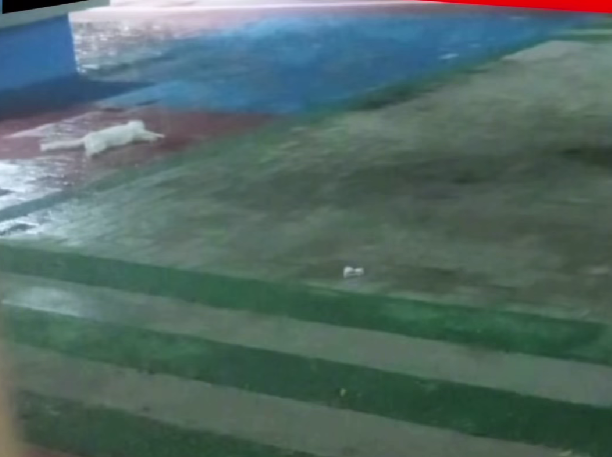 suspeito-de-invadir-casa-da-ex-e-matar-gata-e-preso-no-sertao