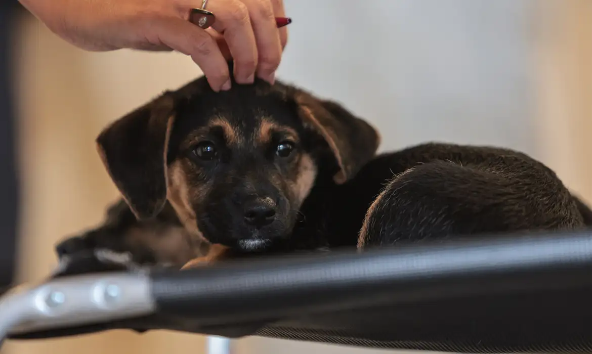 lei-define-regras-de-guarda-compartilhada-de-pets